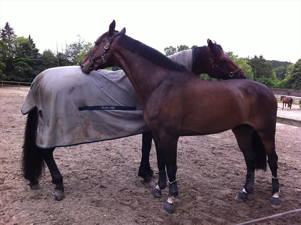 Dansk Varmblod Gammelbys Cavel billede 14