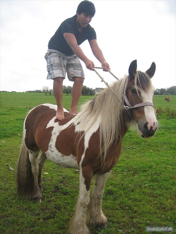 Irish Cob Rosenlunds Cosy Emmie - CirkusHesten Emmie ;-) billede 11