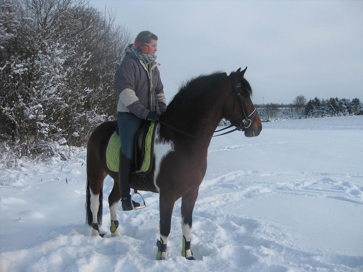 Anden særlig race Pedro- A-pony - vintern da jeg fik den 2010 billede 5