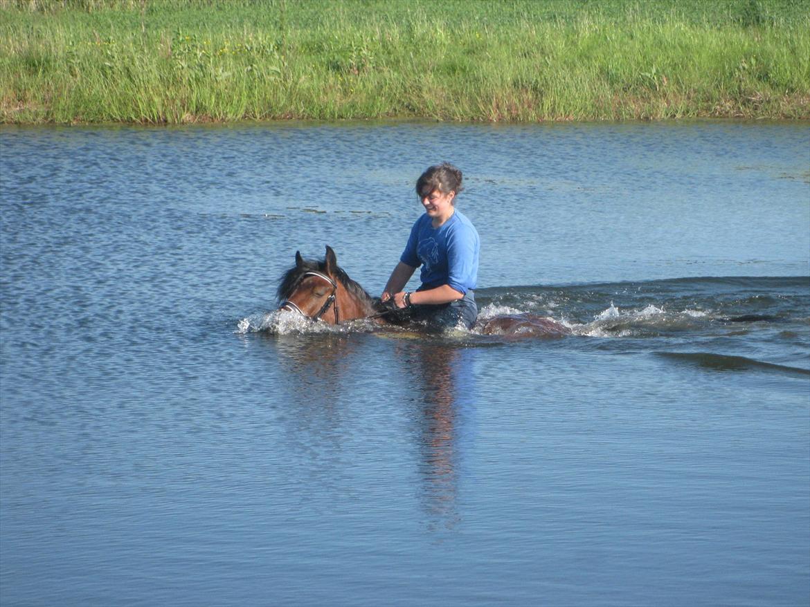 Anden særlig race Pedro- A-pony - badning billede 9