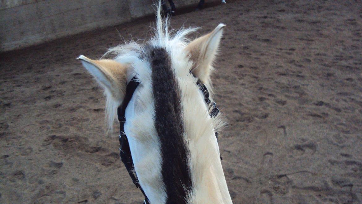 Fjordhest Løths Lupin - Prinsesseponyen set ovenfra :D billede 4