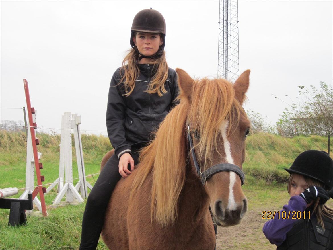 New Forest Elhøjgårda Ciane billede 1