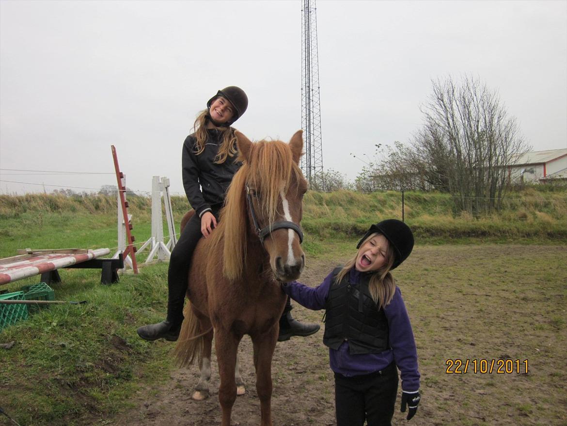 New Forest Elhøjgårda Ciane billede 2