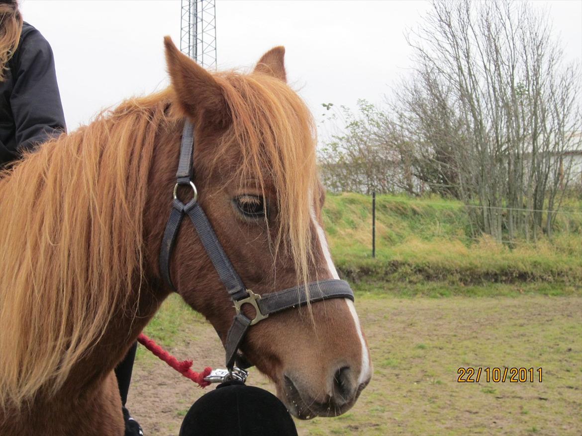 New Forest Elhøjgårda Ciane billede 3