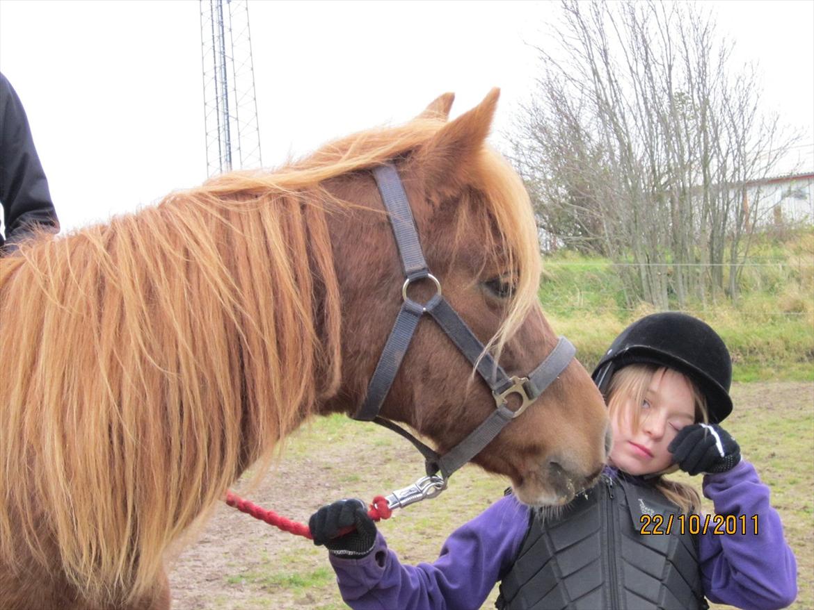 New Forest Elhøjgårda Ciane billede 4