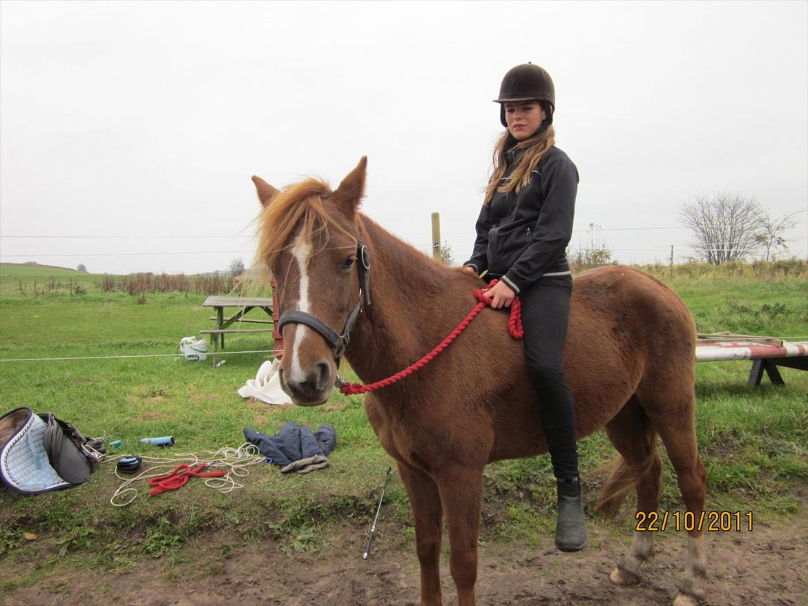 New Forest Elhøjgårda Ciane billede 5