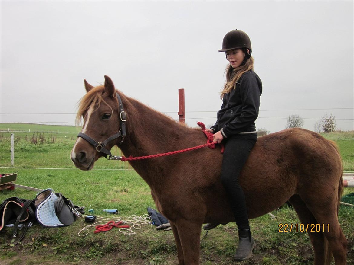 New Forest Elhøjgårda Ciane billede 6