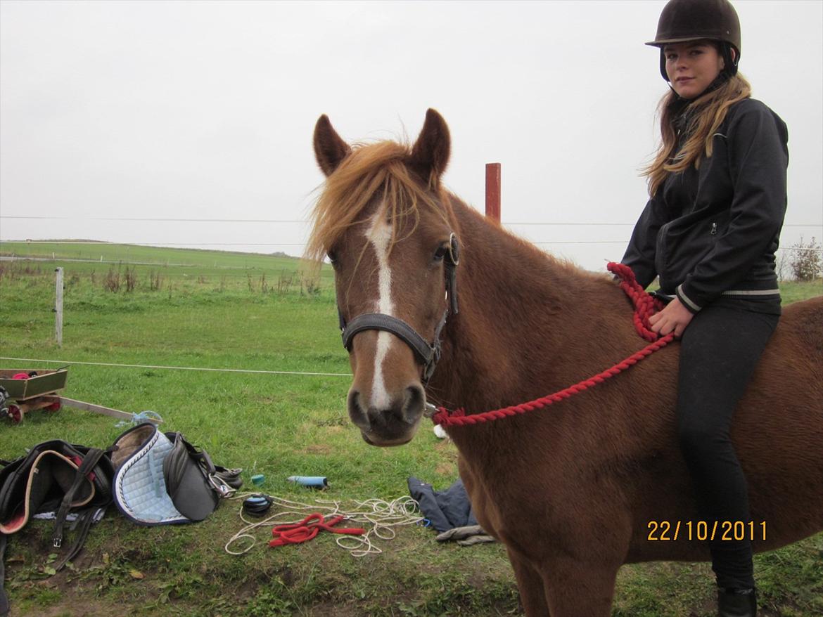 New Forest Elhøjgårda Ciane billede 7