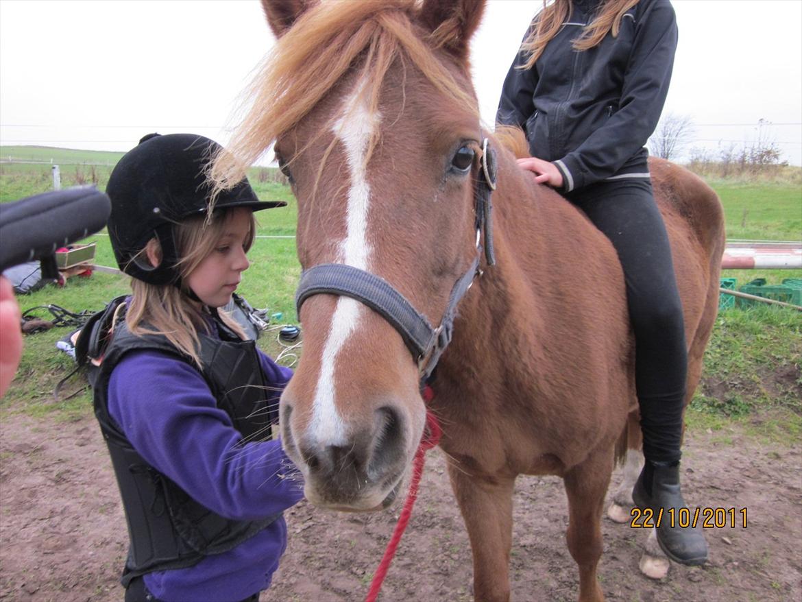 New Forest Elhøjgårda Ciane billede 8