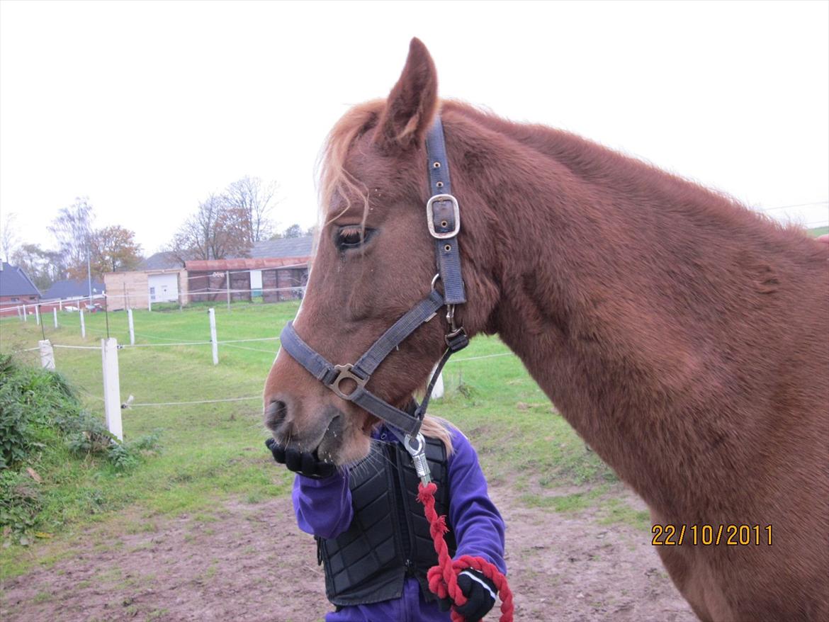 New Forest Elhøjgårda Ciane billede 9