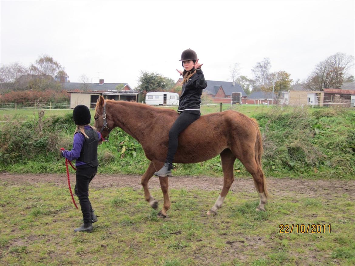 New Forest Elhøjgårda Ciane billede 10