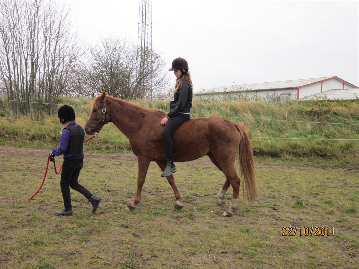 New Forest Elhøjgårda Ciane billede 11