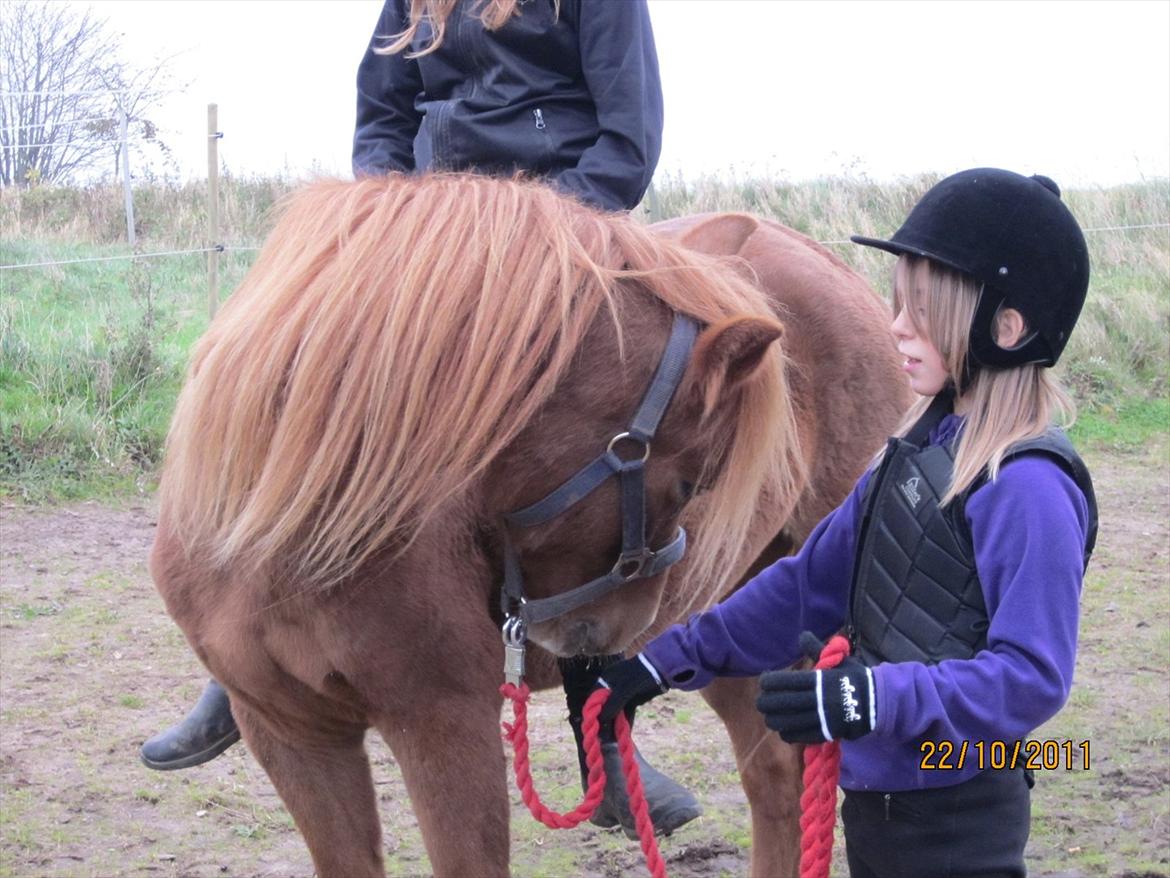 New Forest Elhøjgårda Ciane billede 12