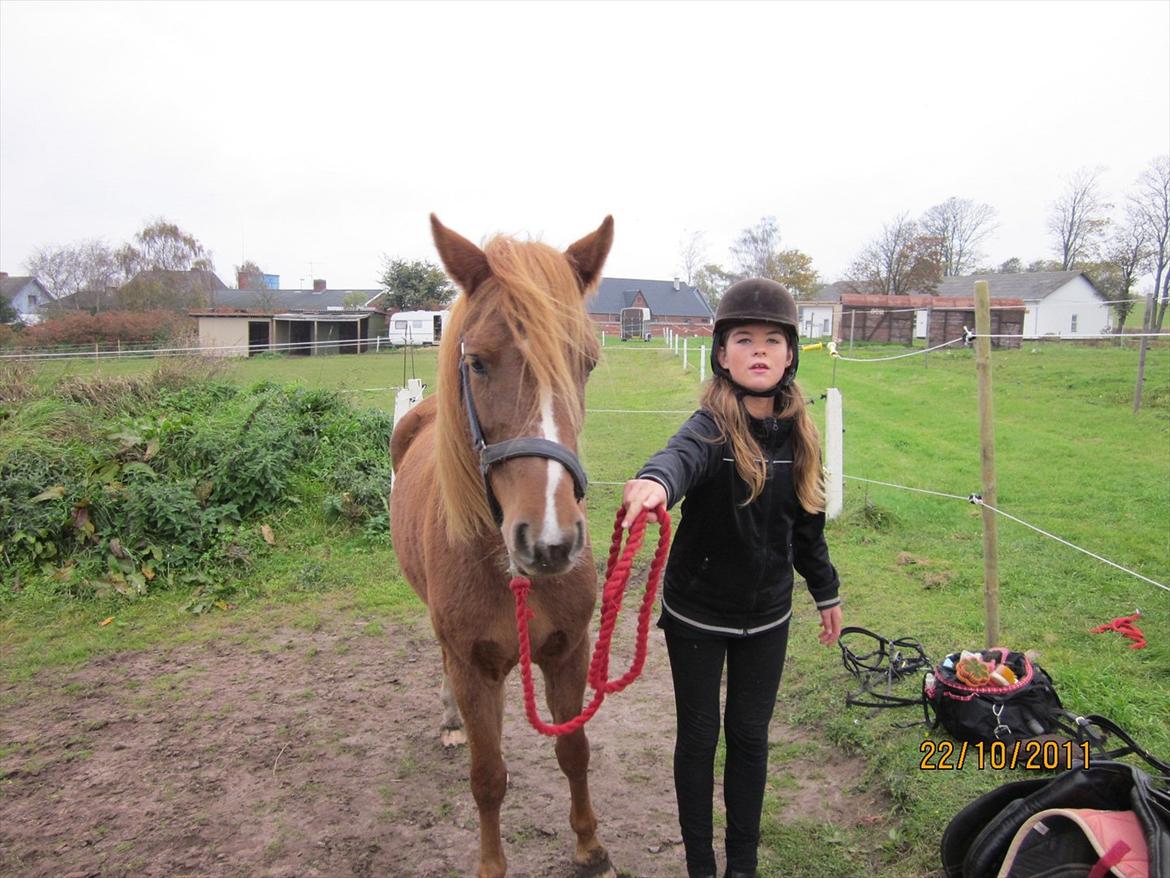 New Forest Elhøjgårda Ciane billede 13