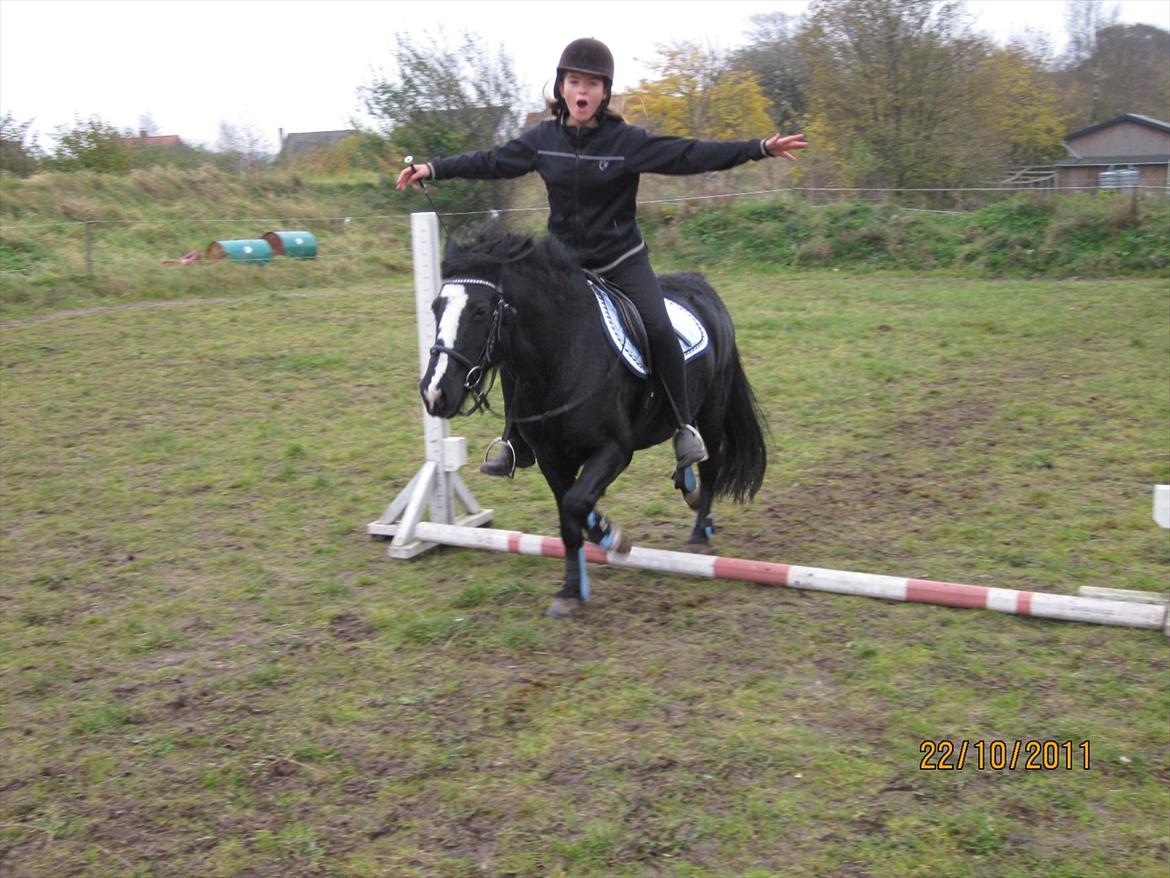 Anden særlig race Blackie billede 12