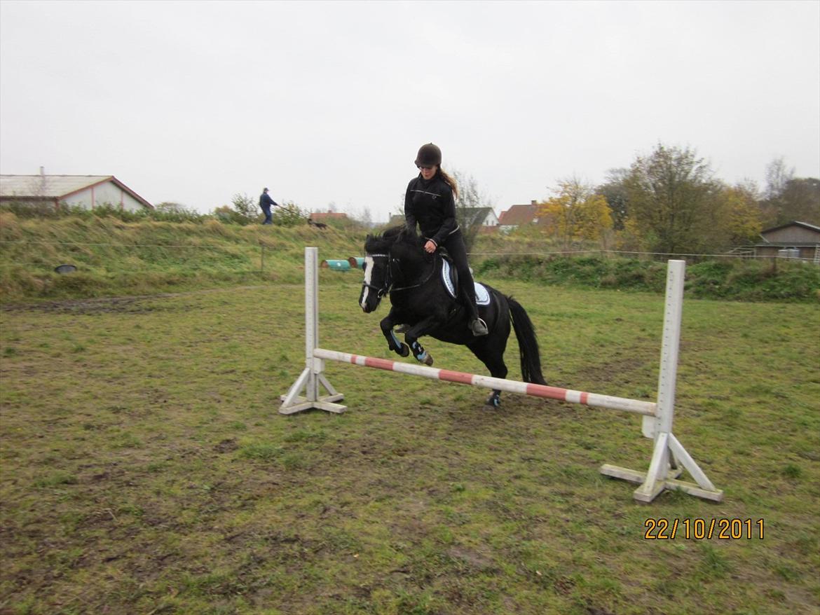 Anden særlig race Blackie billede 13