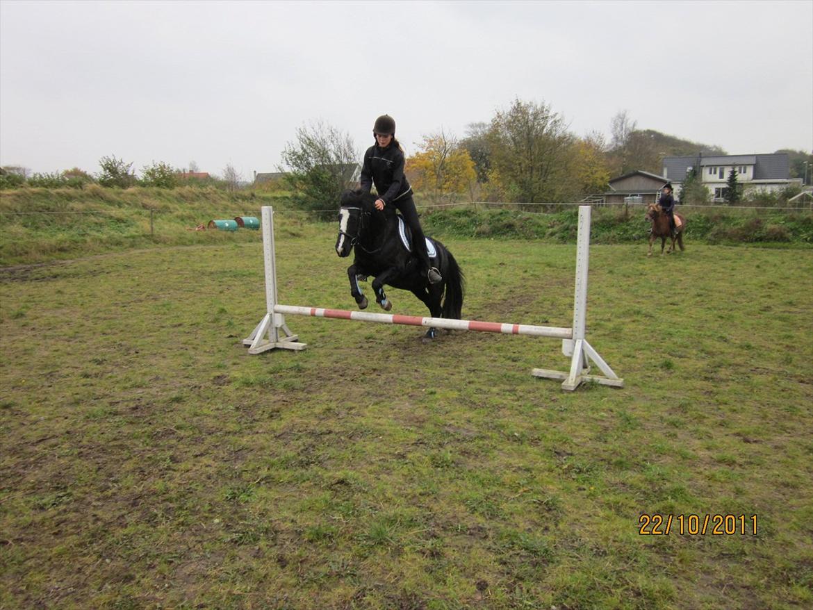 Anden særlig race Blackie billede 14