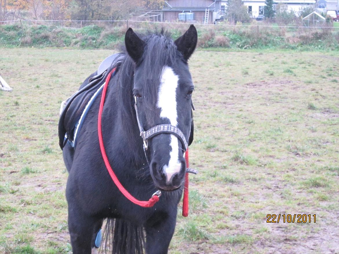 Anden særlig race Blackie billede 15