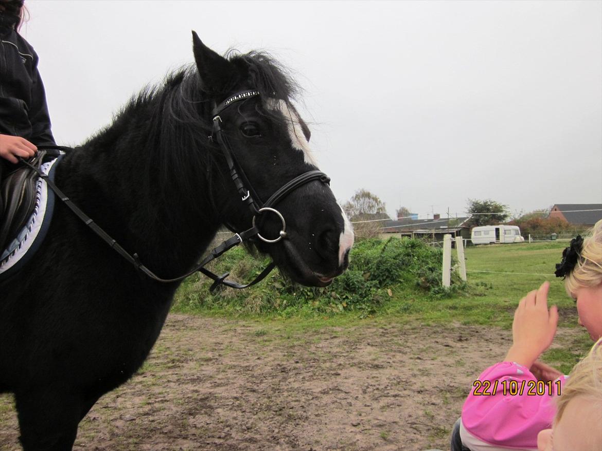 Anden særlig race Blackie billede 16