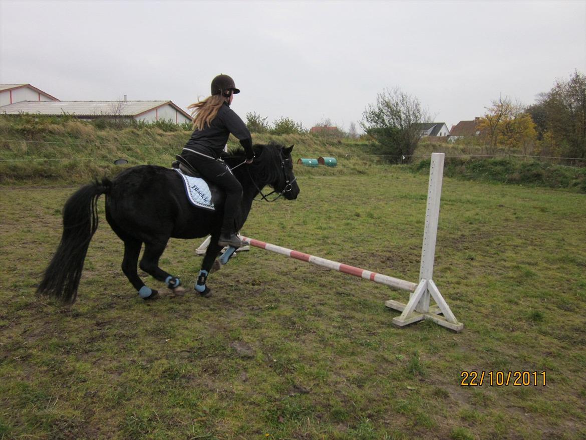Anden særlig race Blackie billede 17