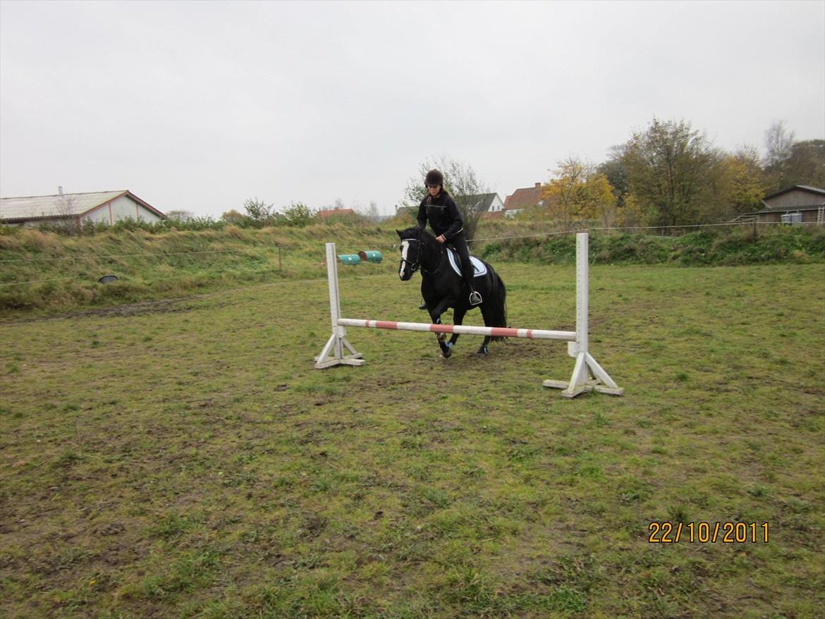 Anden særlig race Blackie billede 18