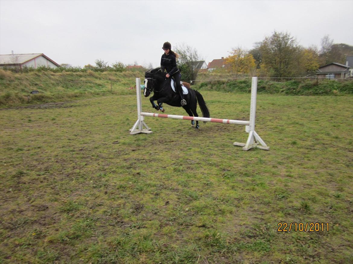 Anden særlig race Blackie billede 19