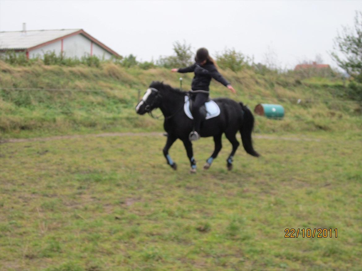 Anden særlig race Blackie billede 20