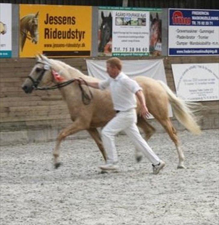 Palomino Malou billede 4