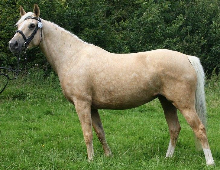 Palomino Malou billede 16