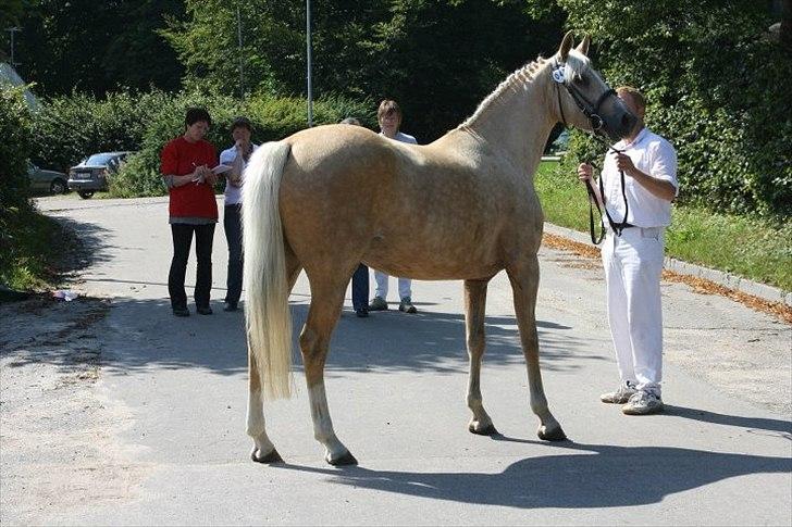 Palomino Malou billede 5