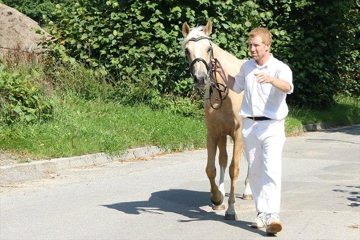 Palomino Malou billede 6