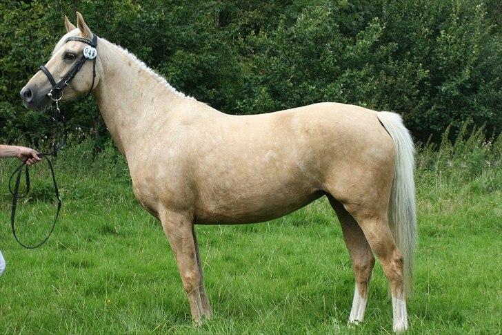 Palomino Malou billede 7