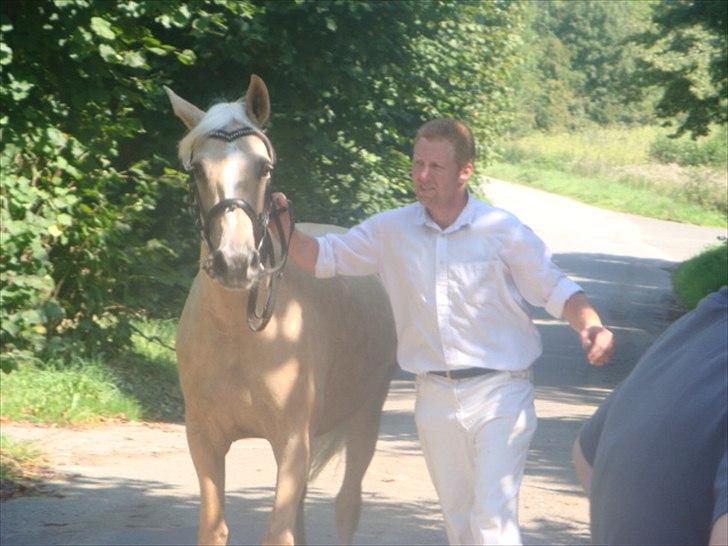 Palomino Malou billede 8