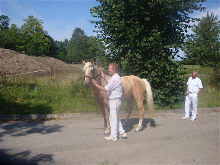 Palomino Malou billede 9