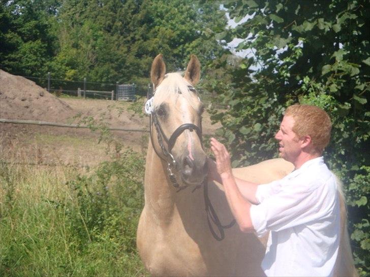 Palomino Malou billede 10