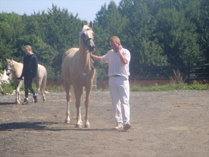 Palomino Malou billede 11