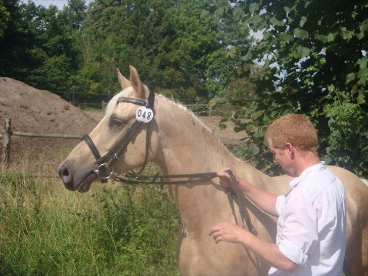 Palomino Malou billede 3