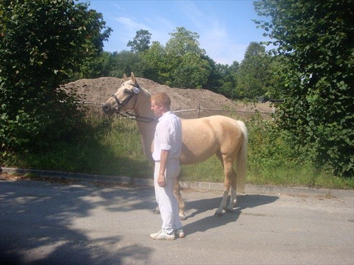 Palomino Malou billede 12