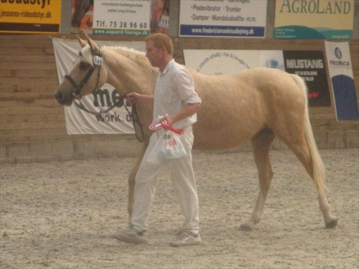Palomino Malou billede 15