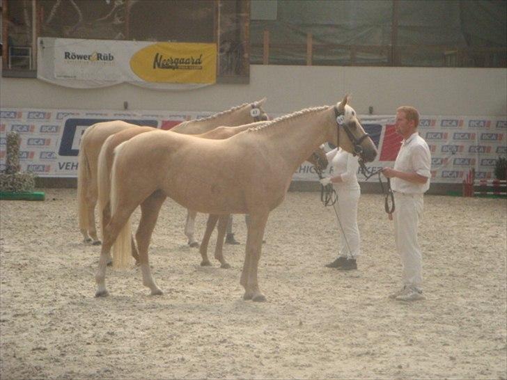 Palomino Malou billede 13