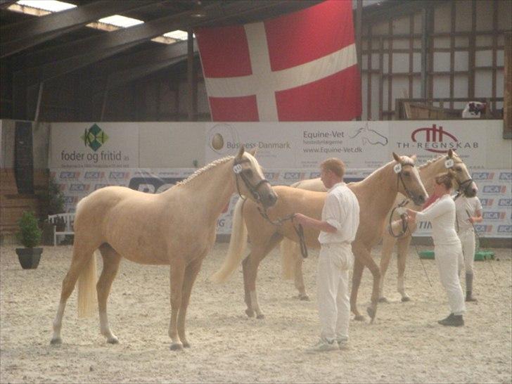 Palomino Malou billede 14