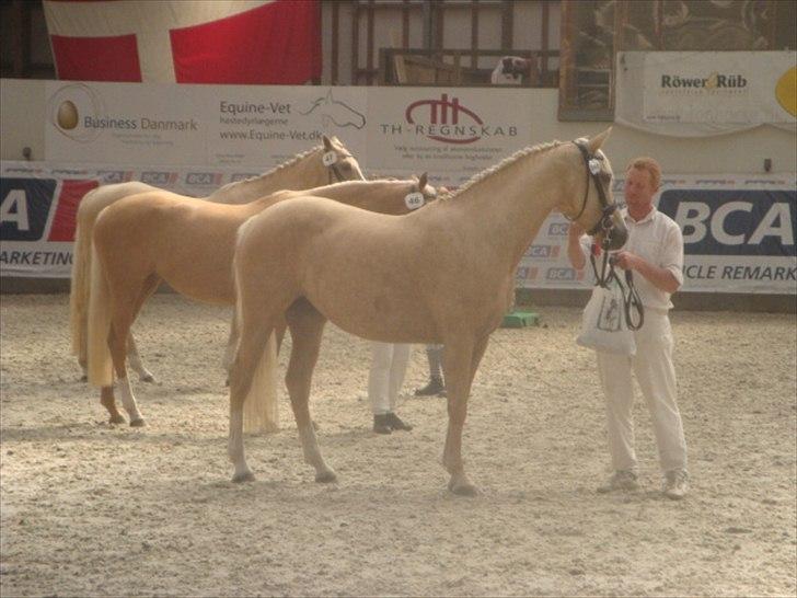 Palomino Malou billede 2