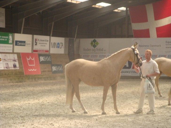 Palomino Malou billede 17