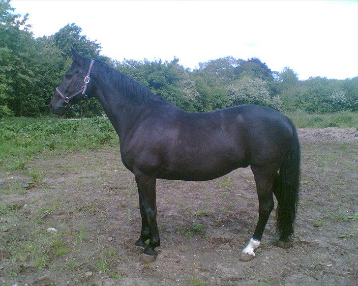 Oldenborg Limbo-Rock billede 2