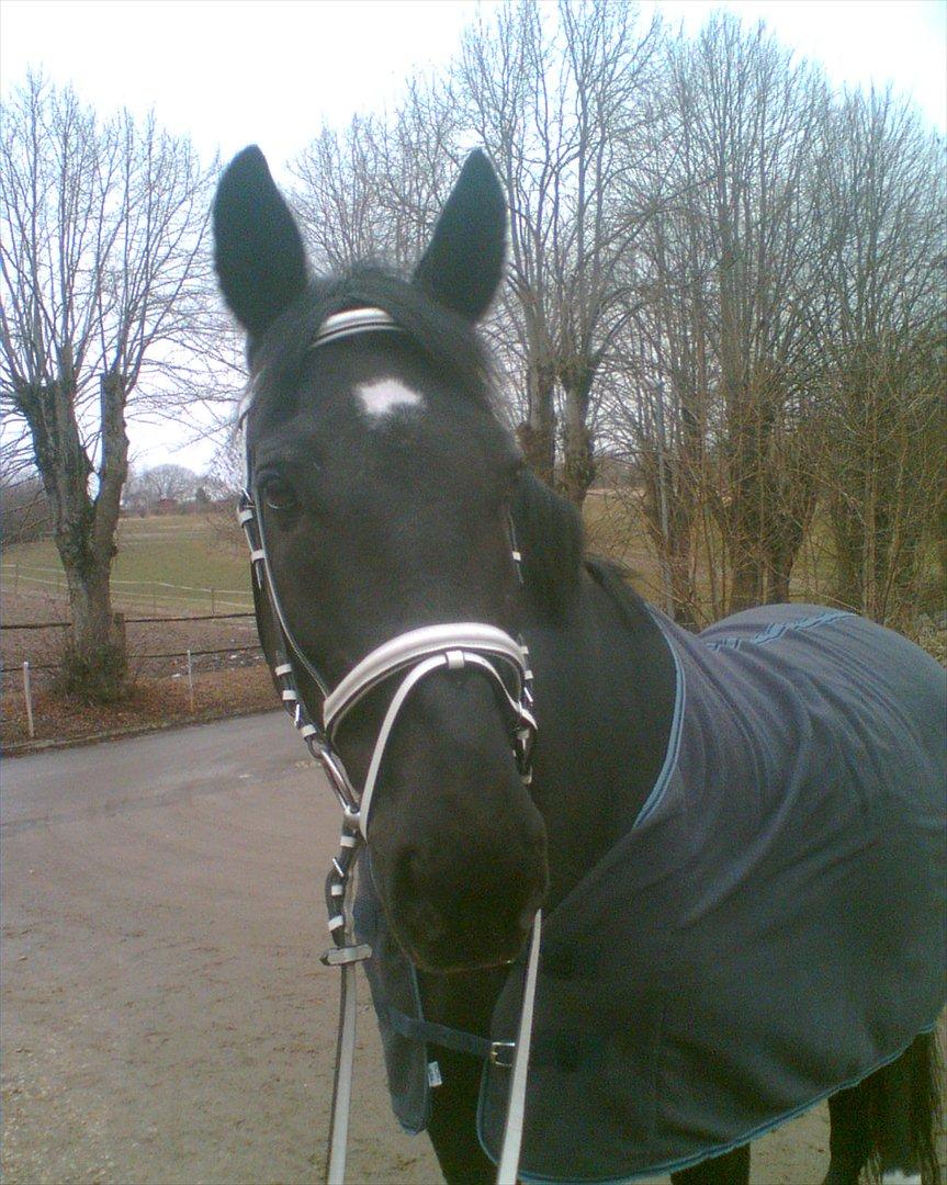 Oldenborg Limbo-Rock billede 3