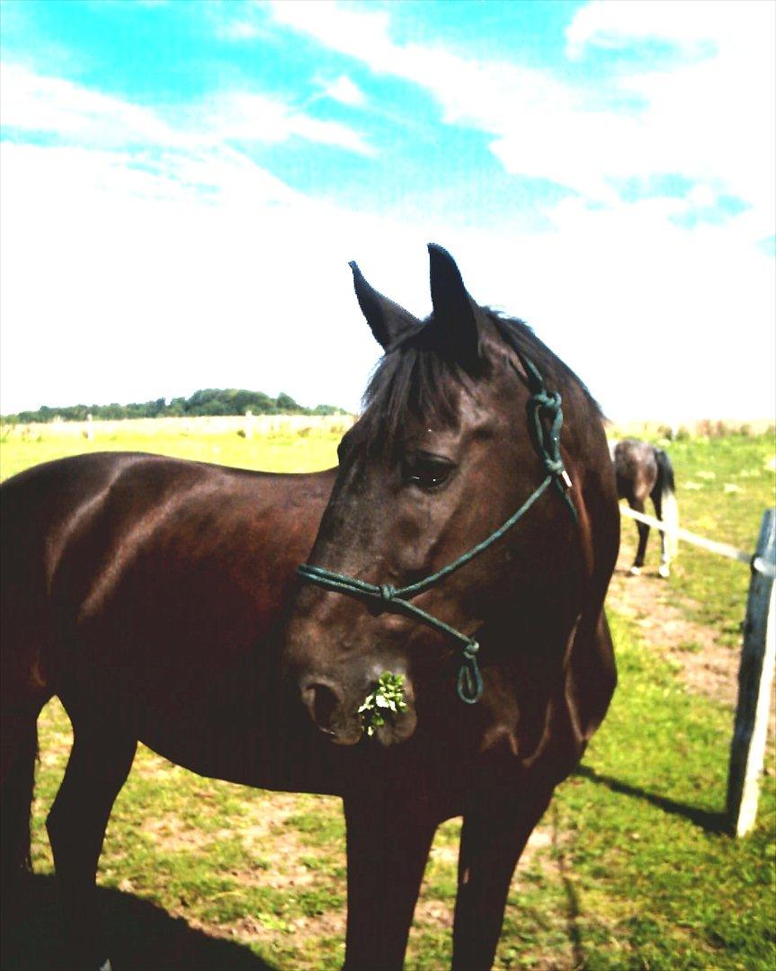 Oldenborg Limbo-Rock billede 8