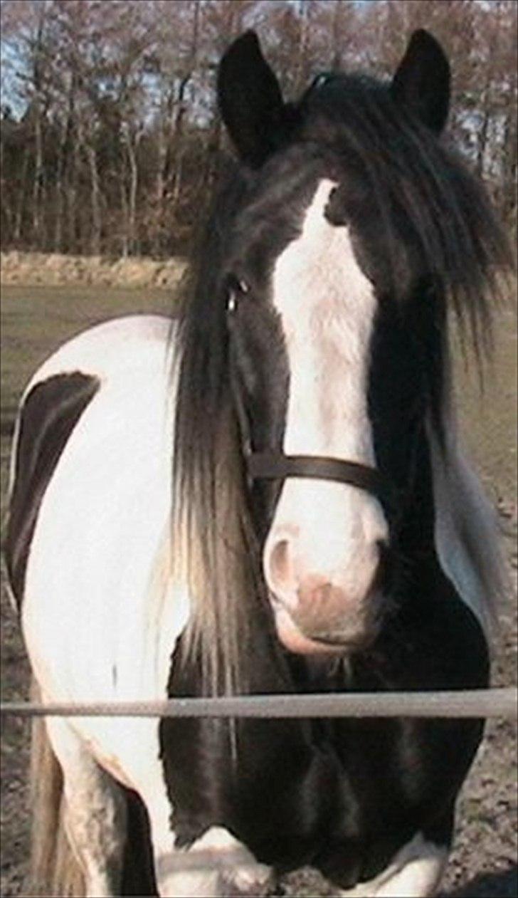 Irish Cob Leo Royal billede 1