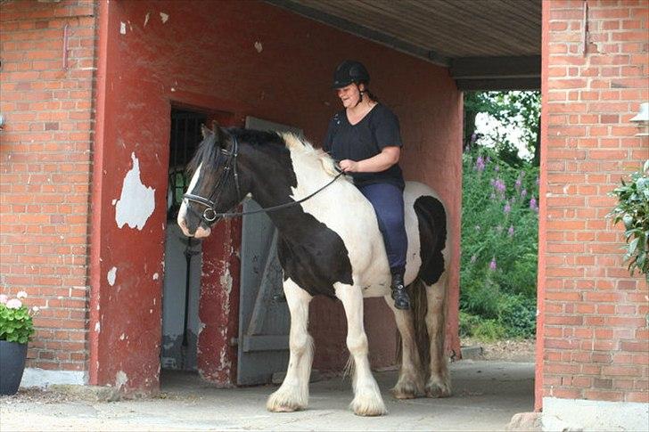 Irish Cob Leo Royal billede 2