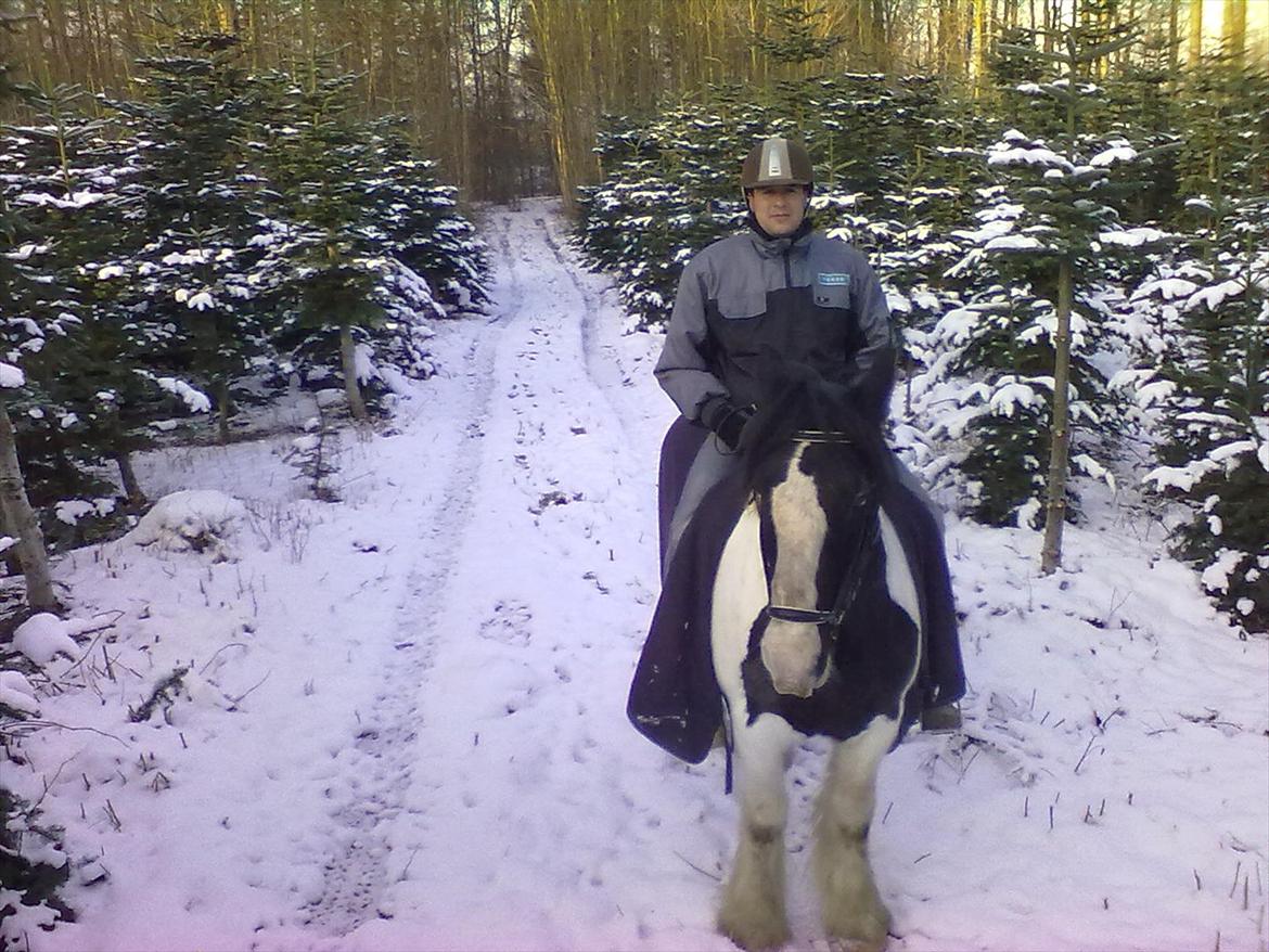 Irish Cob Leo Royal billede 3