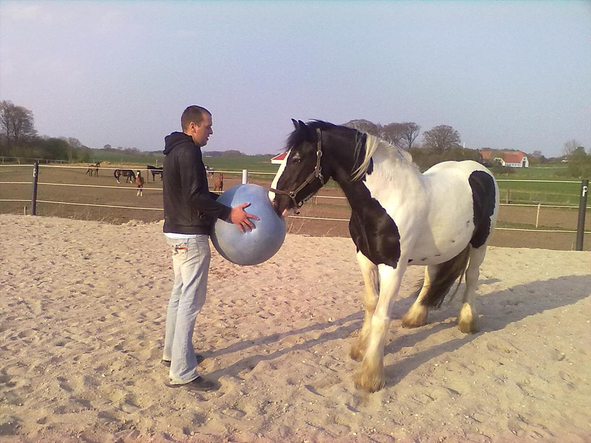 Irish Cob Leo Royal billede 4
